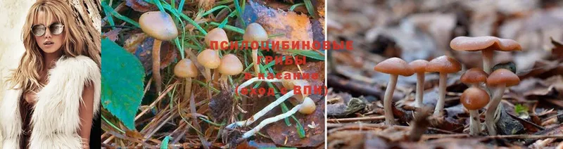 omg ONION  Советская Гавань  Псилоцибиновые грибы Magic Shrooms  наркота 